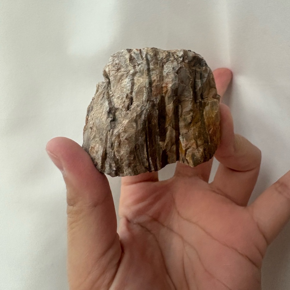 Petrified wood chunk FREE w/ purchase